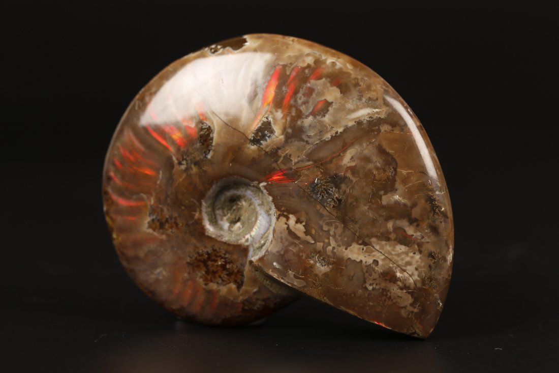 Natural Ammonite. (1 of 6)