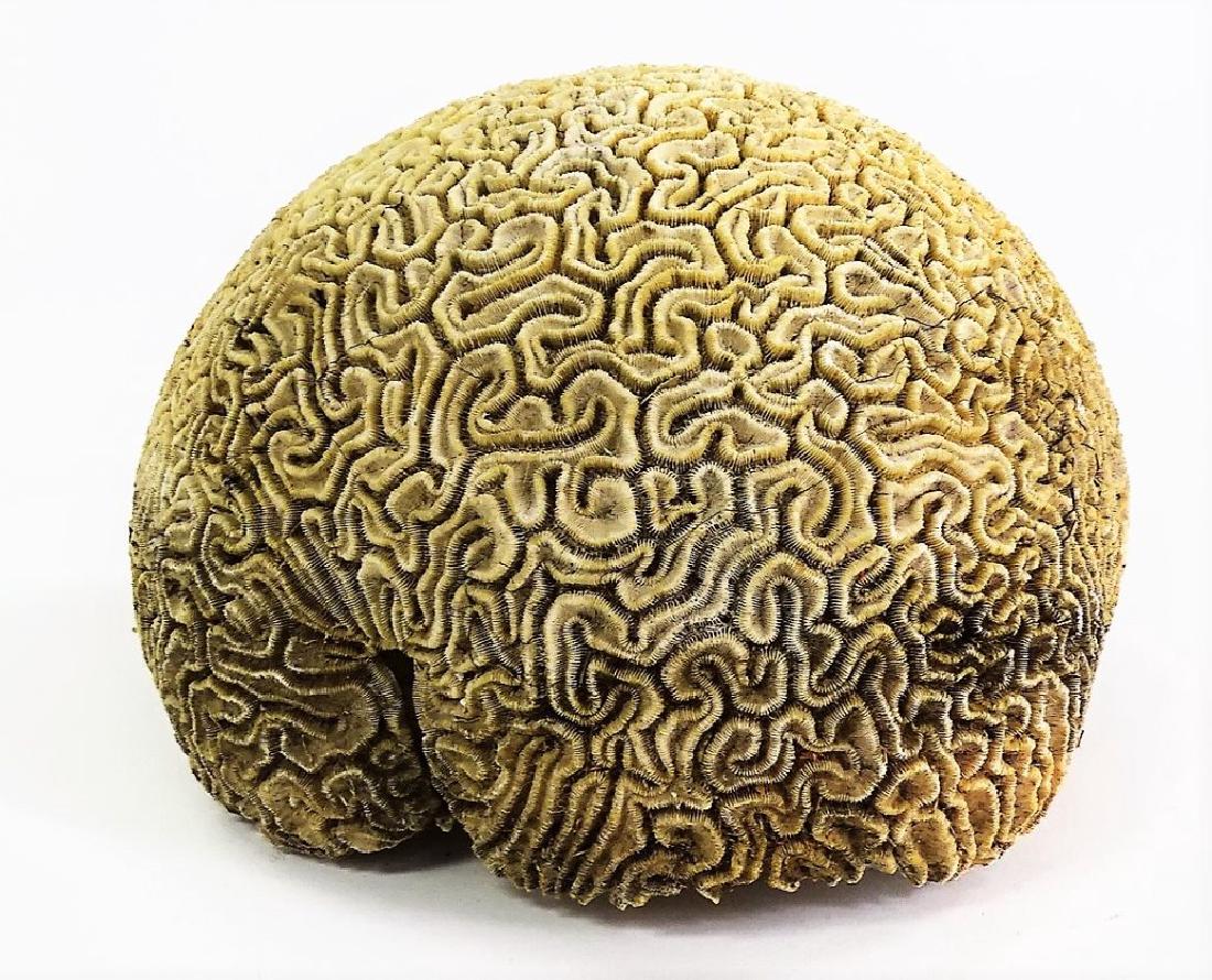 LARGE SPECIMEN OF NATURAL BRAIN CORAL (1 of 3)