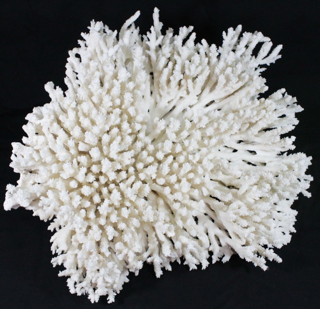 LARGE NATURAL WHITE OCEAN REEF CORAL (1 of 9)