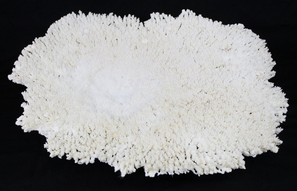 NATURAL DECORATIVE CORAL REEF: This is such a beautiful piece of natural coral! Named Table coral, each branch of the coral has rough edges resembling tiny trees in a forest. Measures approx 20 ' long. Will not ship can refer our l