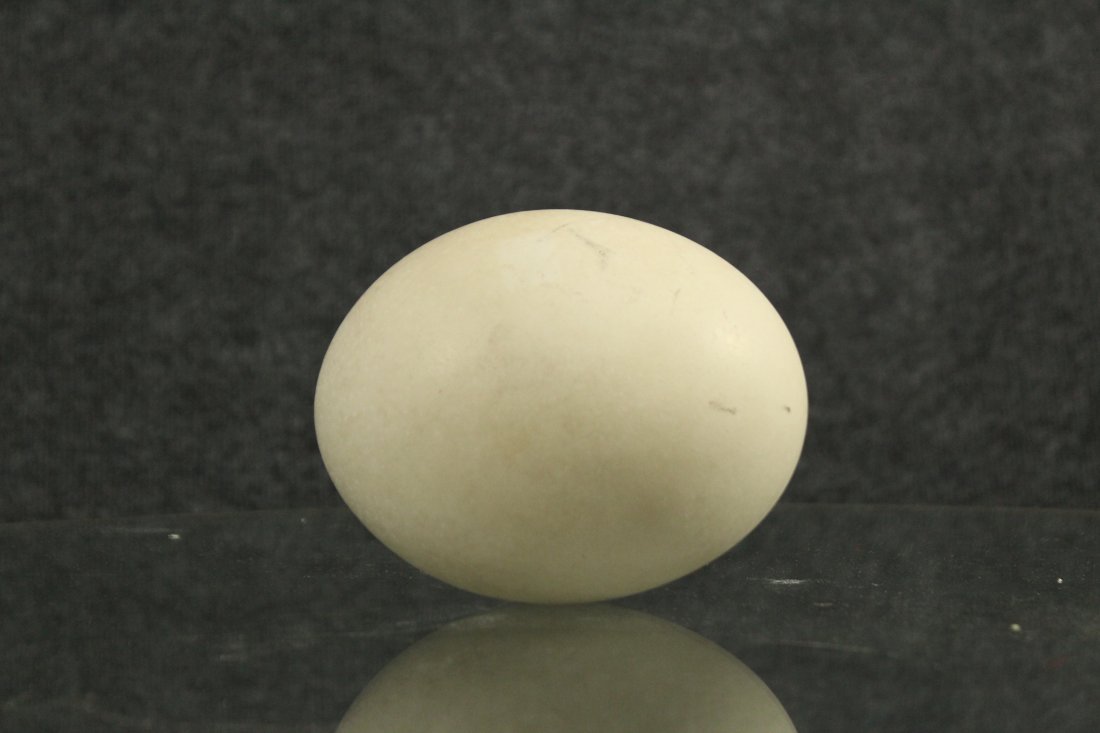 Ostrich egg (1 of 5)