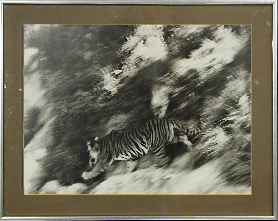 AKISUKA YAMAGUCHI, #5 Tiger Original Photograph Framed (1 of 6)