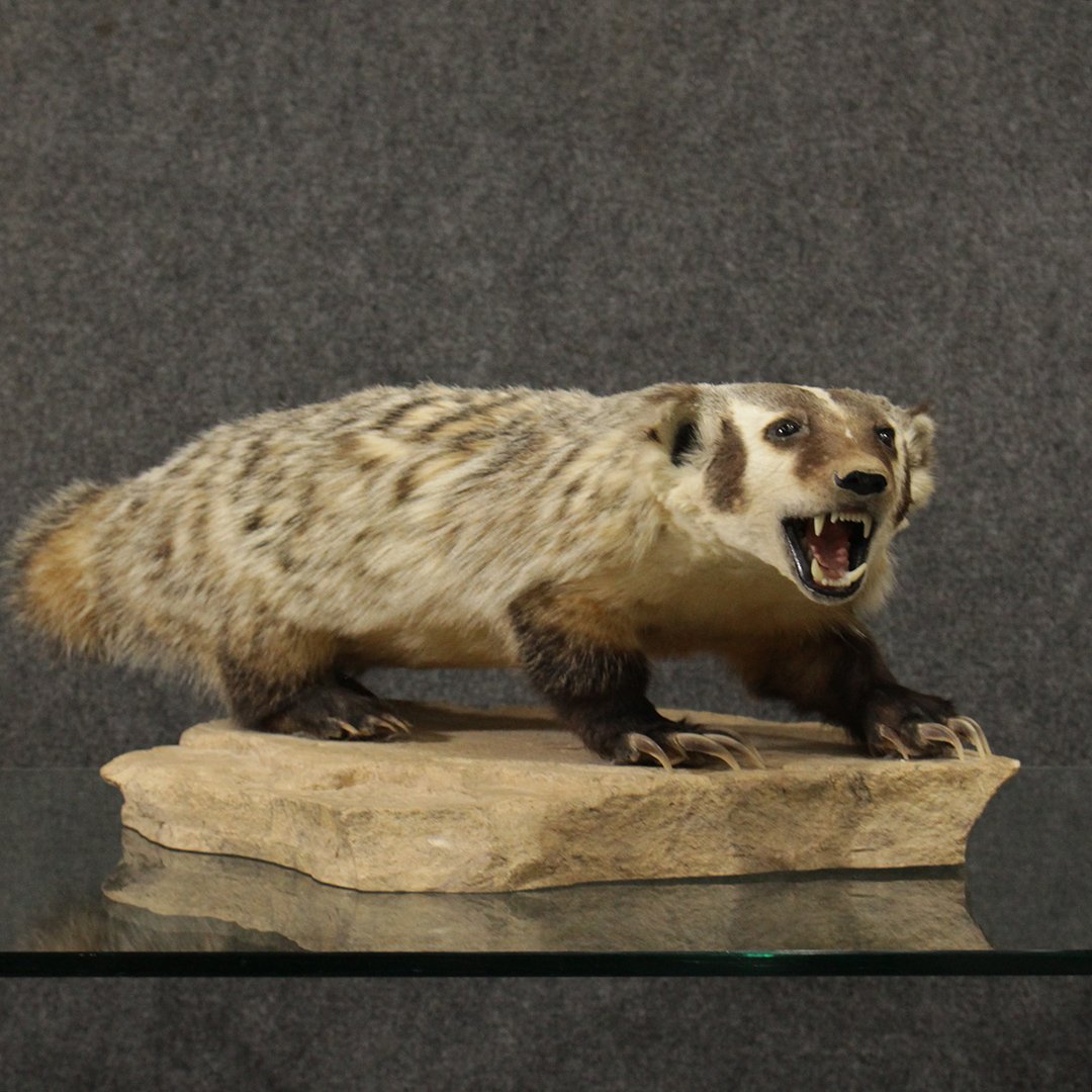 Badger, Quality Taxidermy Animal: Badger, Quality Taxidermy Animal. Size: 10 h , 26 w