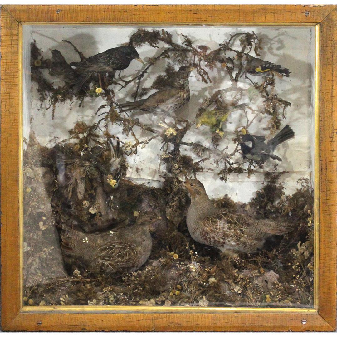 Antique Victorian Taxidermy Aviary Display Case (1 of 8)