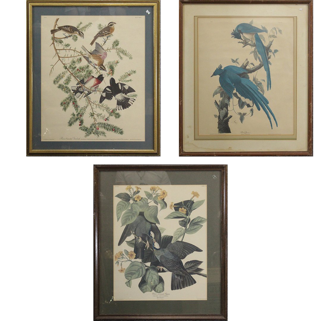 Three [3] Assorted Audubon-Havell Bird Prints Framed (1 of 20)