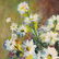 Sigmund Menkes 1896 - 1986 Attributed; "White Flowers" - 2