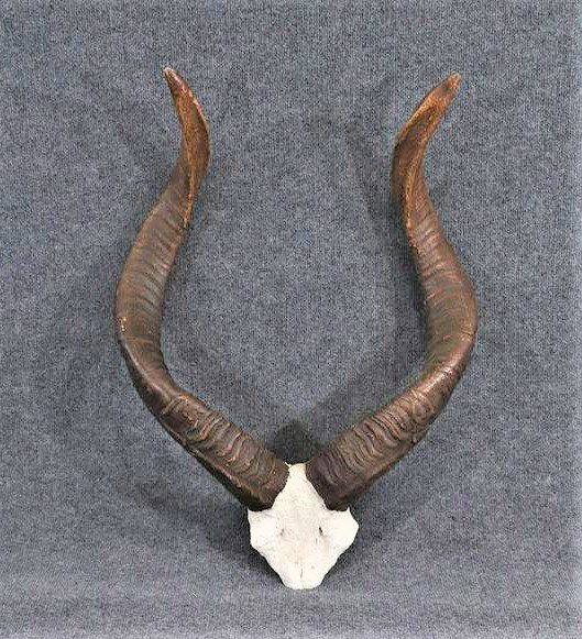 Bill Huebbe, Wall Mount Decorative Ram Horns (1 of 7)