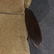 Matched Pair Mid-Century Modern Wing Back Love Seats - 2