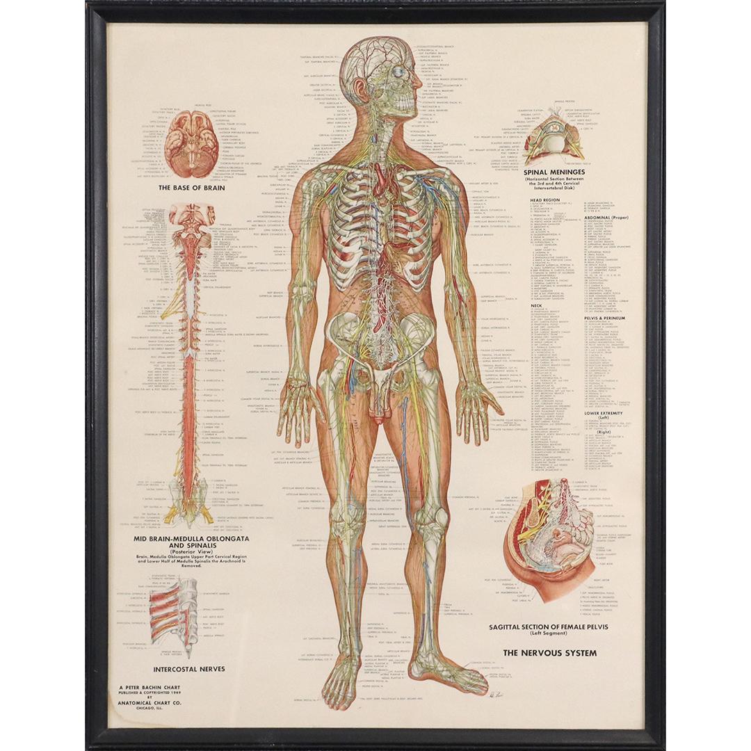 A Peter Bachin Chart Framed Anatomy Poster (1 of 6)