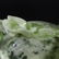 Chinese Green Jade Carved Sculpture Fish Bowl Teak Base - 5