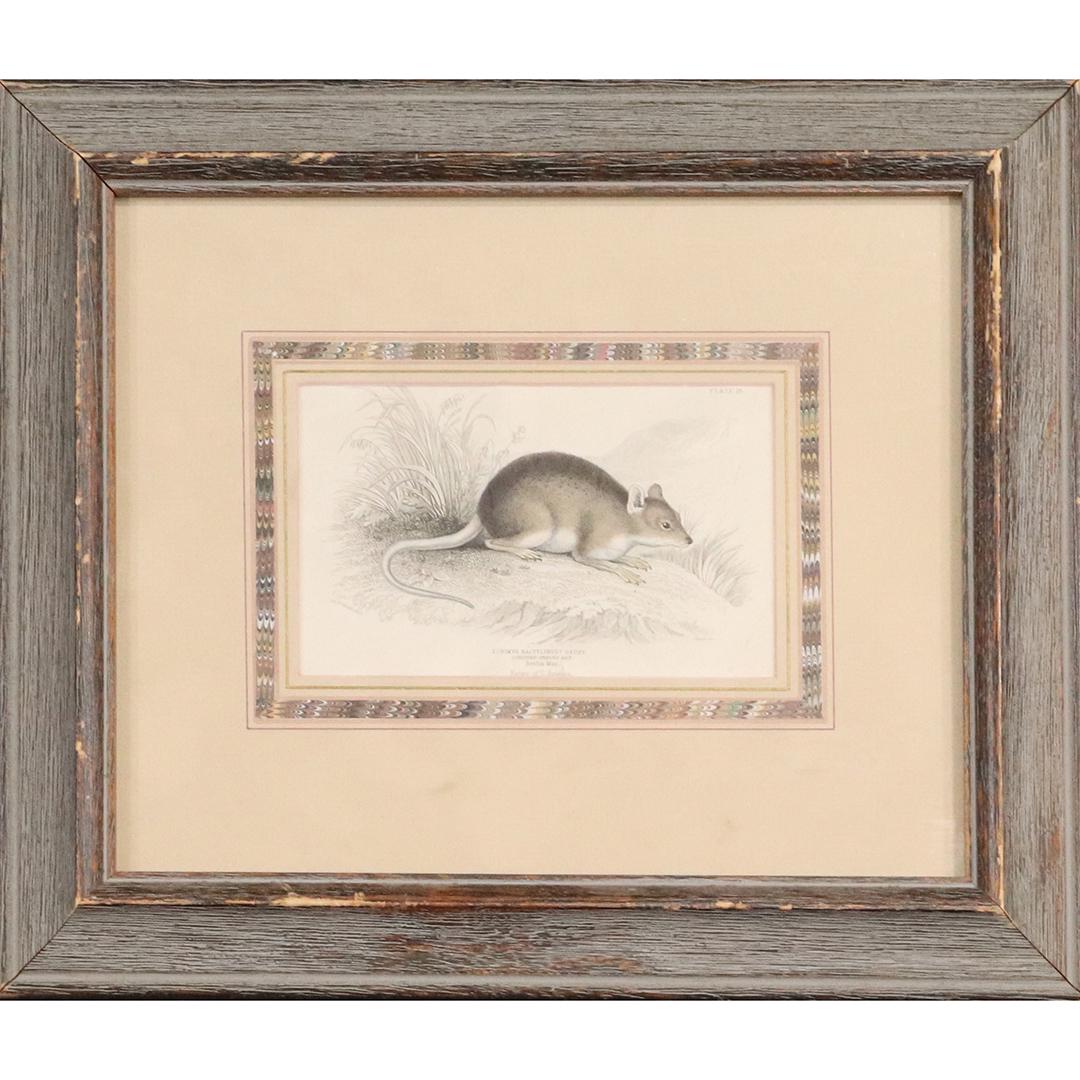 Color Engraving Longtoed Spinous Rat, Framed: Color Engraving Longtoed Spinous Rat, Framed. Echimys Dactylinus Geoff, Berlin Mus. size: 3.5x6 image, 11.5x13.5 outside frame