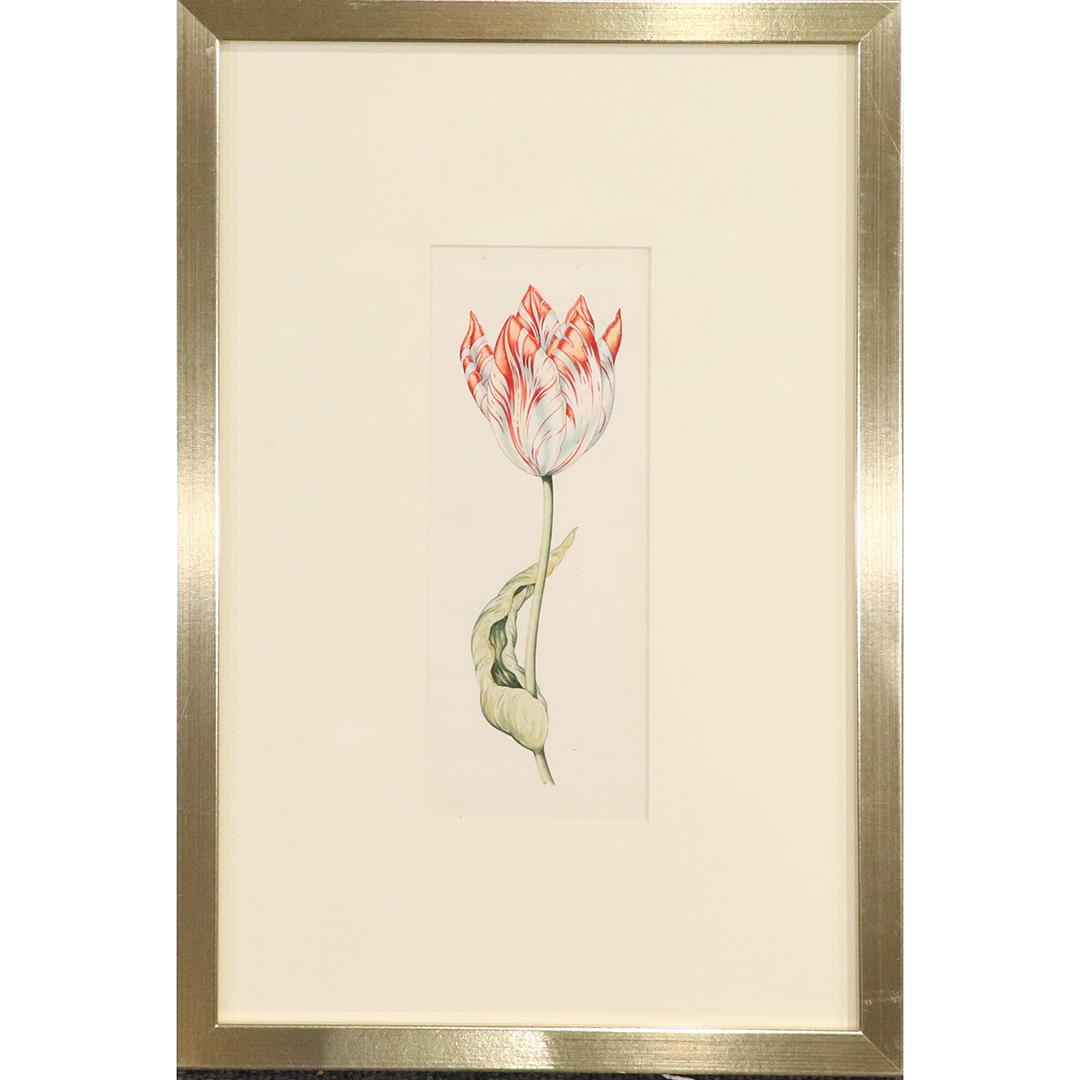 Anthony Claesz, attributed, Very Fine Flower Watercolor: Anthony Claesz, attributed, Very Fine Flower Watercolor painting. Botanical artist. Gallery framing. size: 9.75x3.75 image, 18x12 outside frame