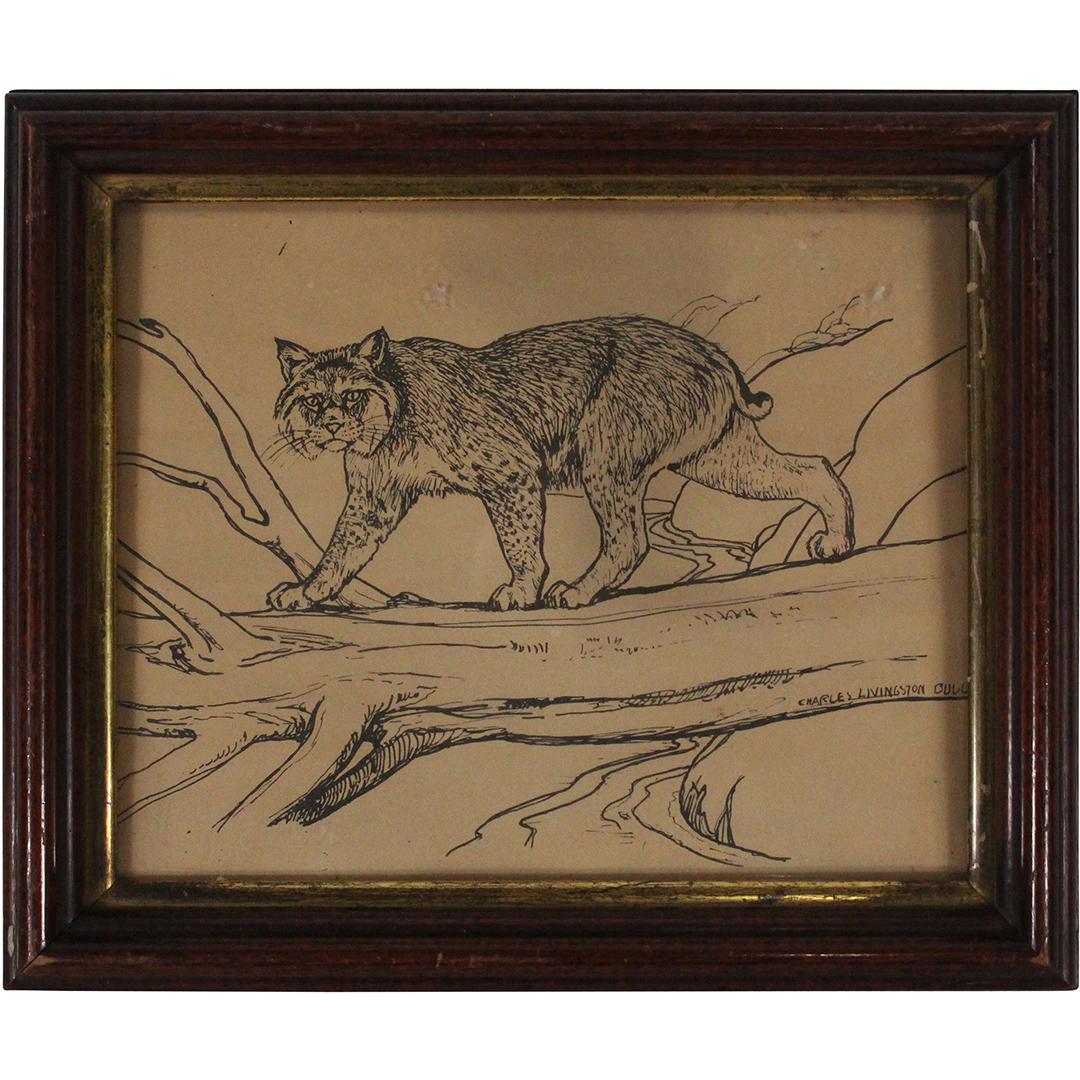 Charles Livingston Bull, Ink Drawing Bobcat, Signed (1 of 6)