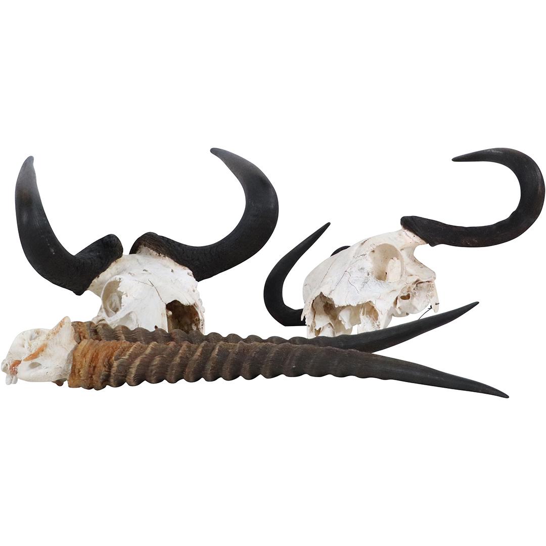 [3] Assorted Steer Head Skulls and Horns (1 of 12)