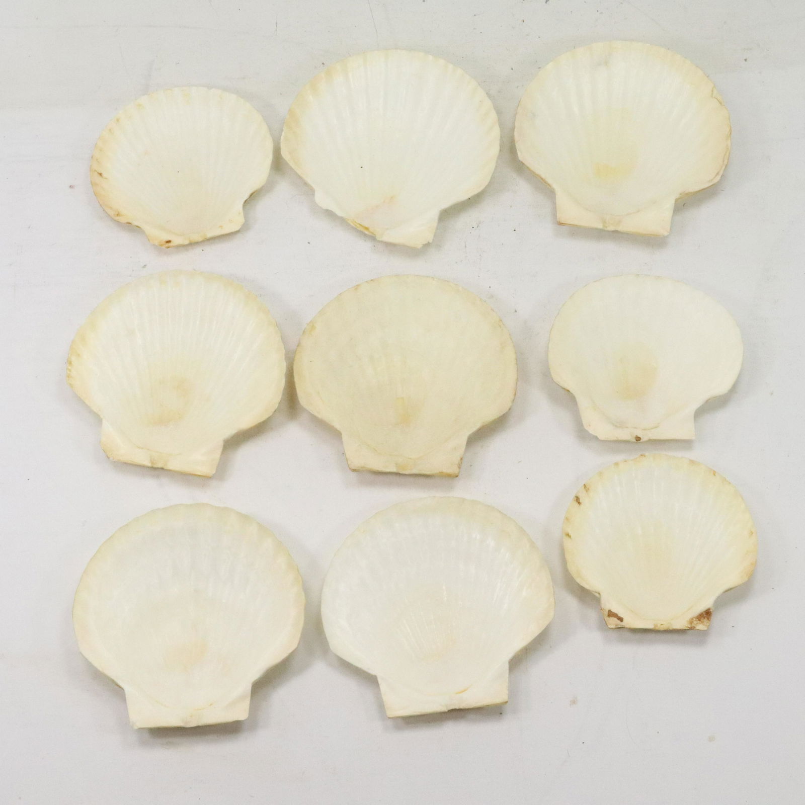 [9] Aquatic Marine Actual Shells used as Serving Plates (1 of 10)