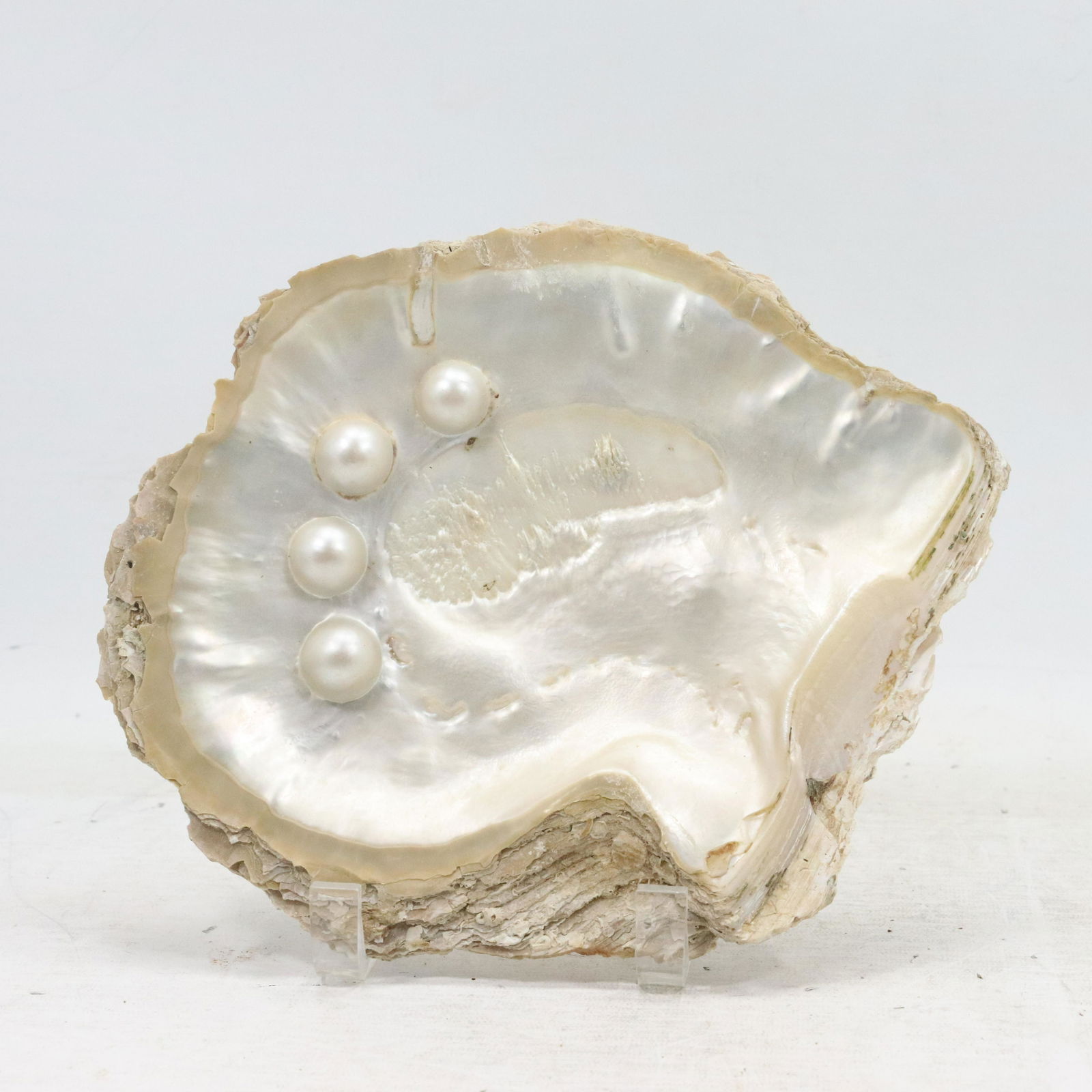 Natural Large Sea Shell with 3 Formed Pearls (1 of 8)