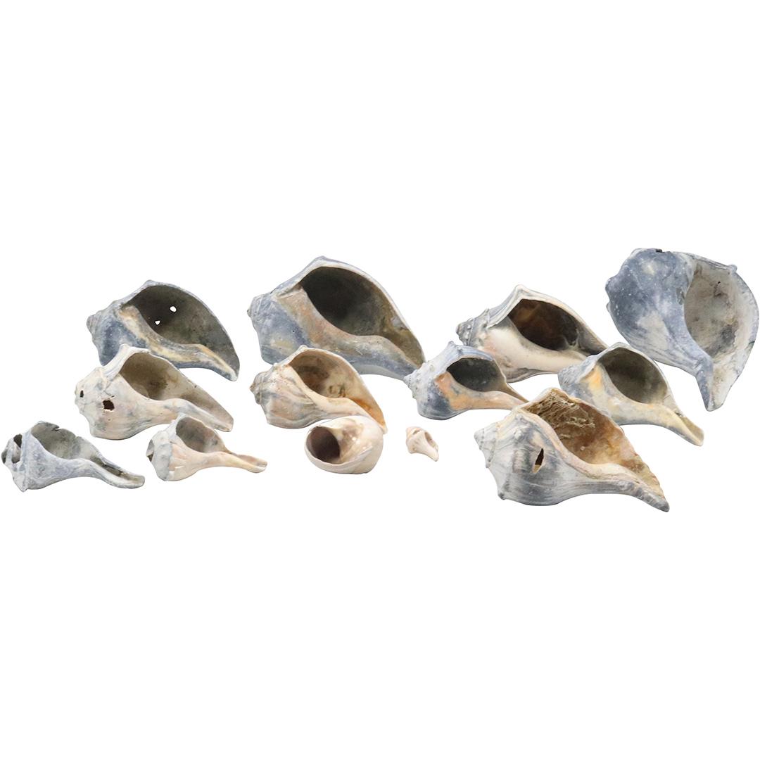 [13] Estate Collection of CONCH SEA SHELLS - Assorted Variety (1 of 15)