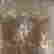 item-125229722=11
