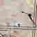item-126016704=7