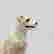 item-126251699=5