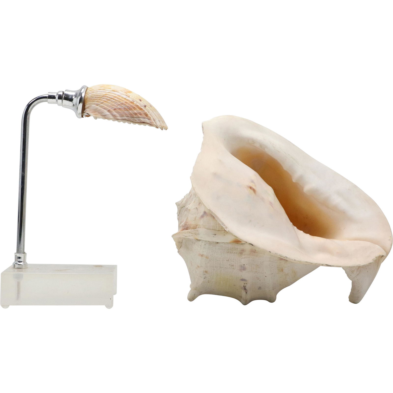 Mid-Century Shell Desk Lamp on Lucite Base and Large Conch Shell (1 of 10)