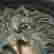 item-130937767=7