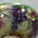 item-131165834=15