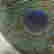 item-135757916=16