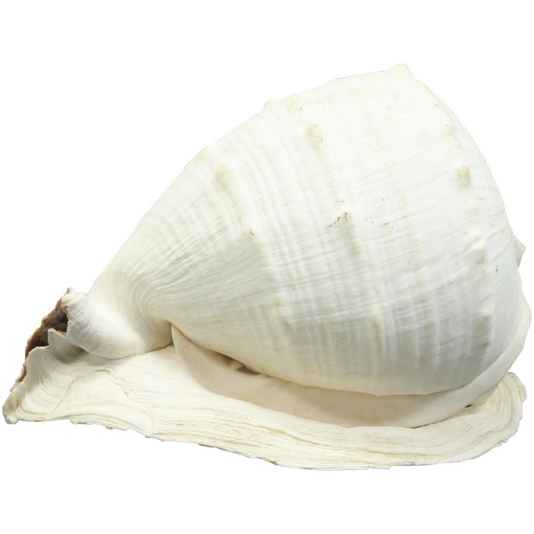 Large Sea Coast CONCH Shell (1 of 20)