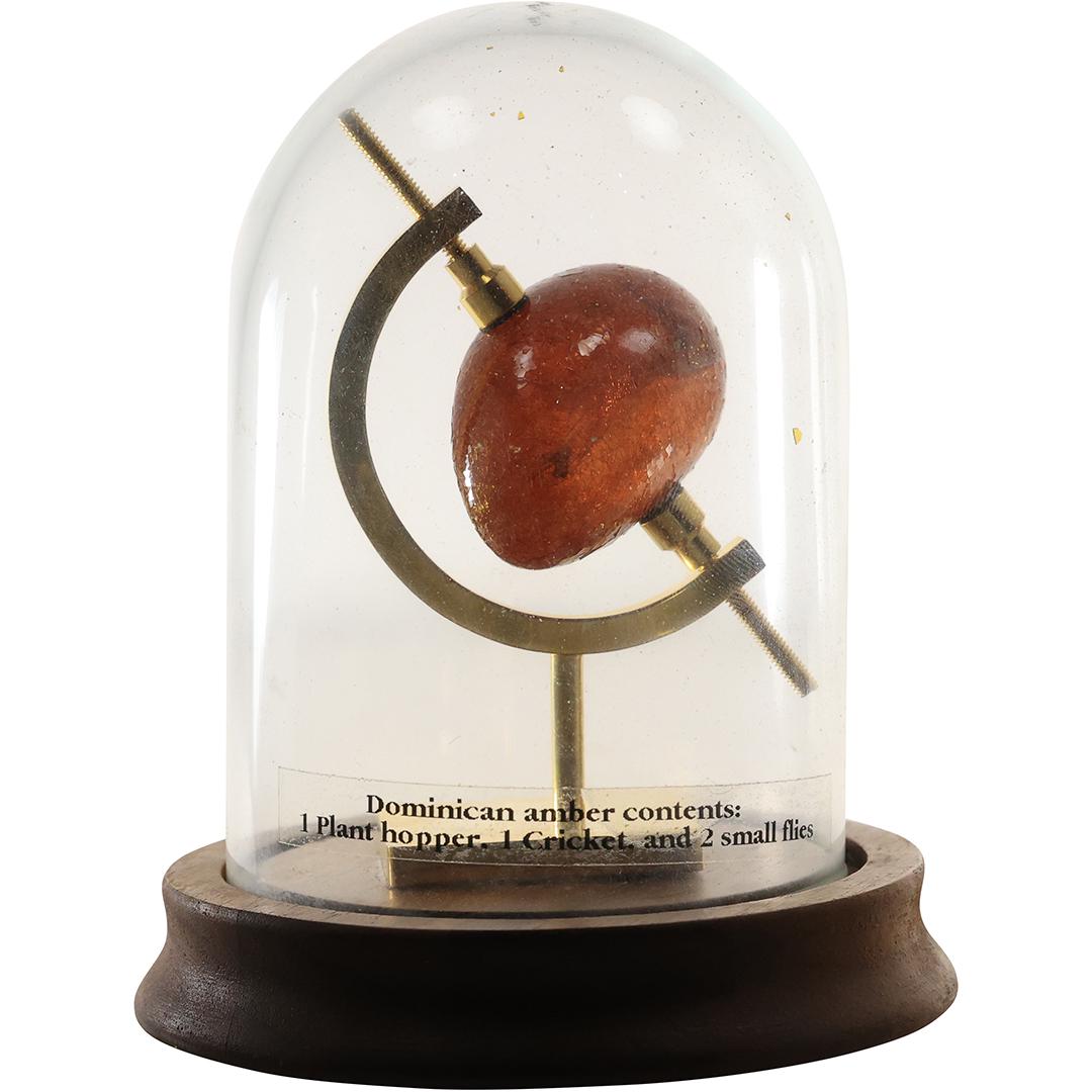 Scientific Amber Bug Display Under Glass Dome: 1 Plant Hopper, 1 Cricket, 2 Small Flies (1 of 19)