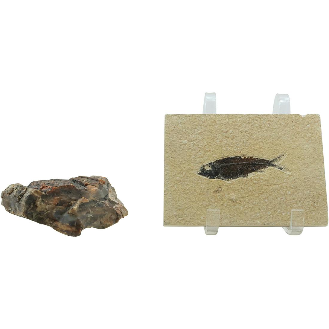 [2] Petrified Wood Specimen and Fish Fossil Stone (1 of 14)