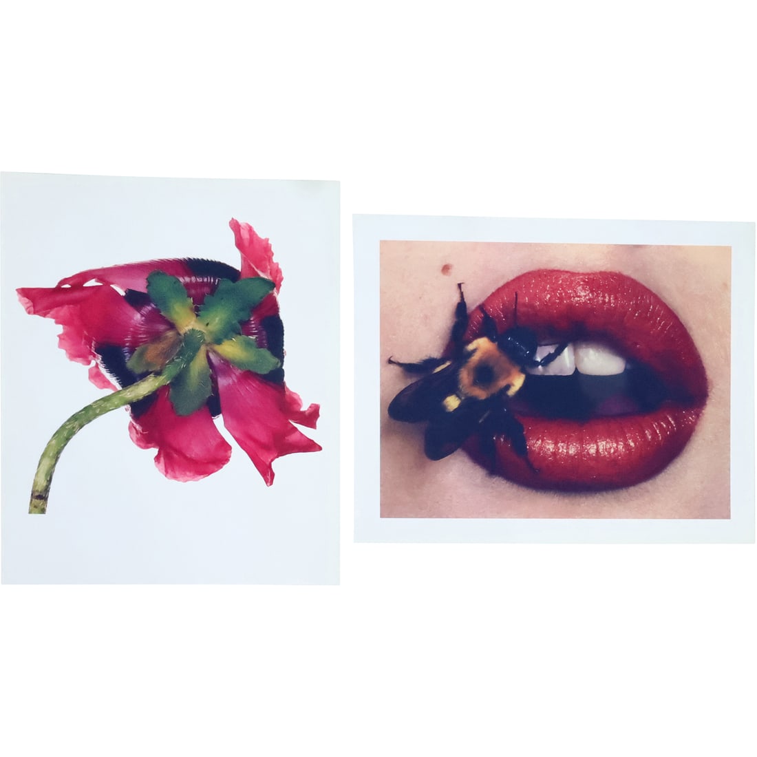 Irving Penn; Two(2) 20thC. Color Photographs (1 of 20)