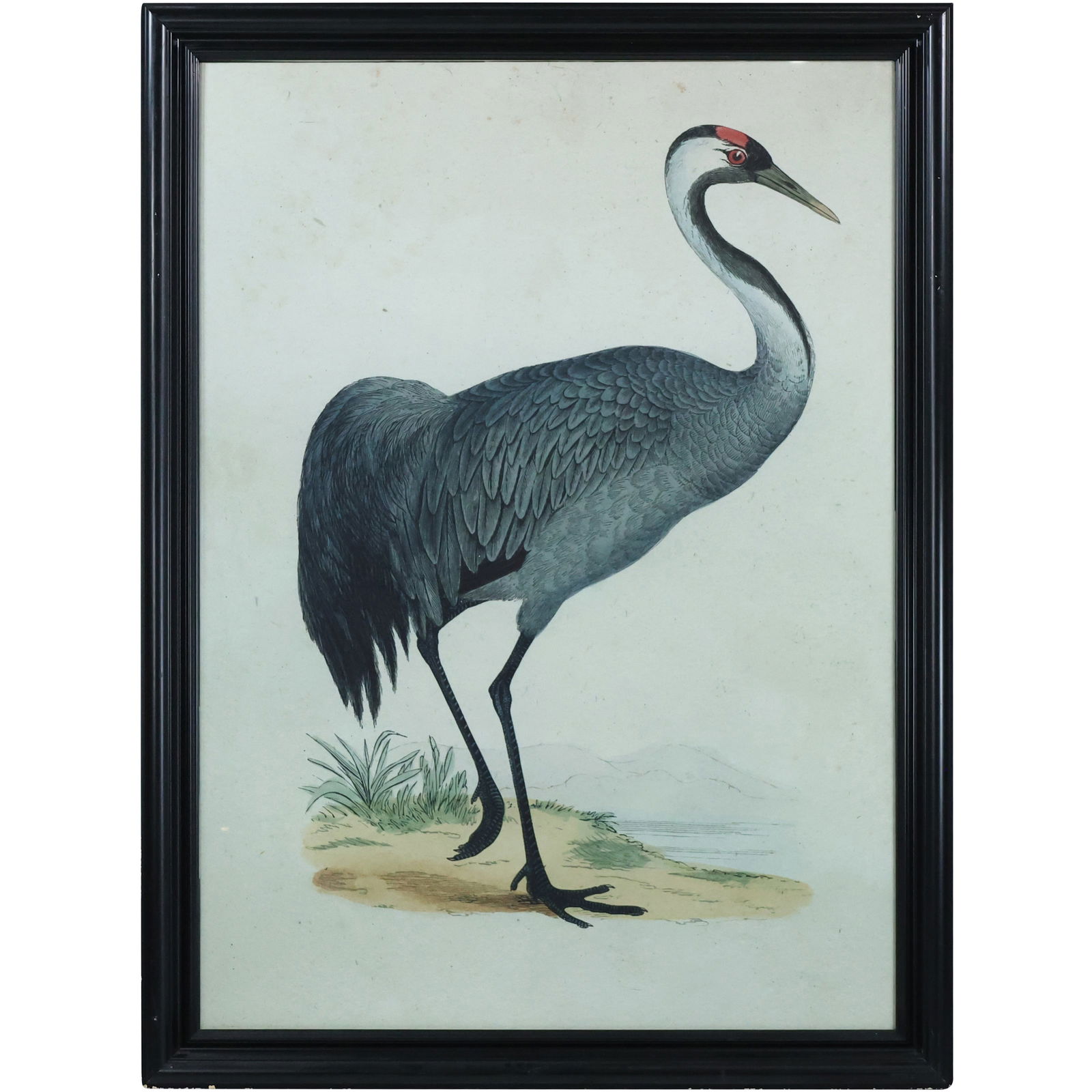 2 Framed Large Portfolio Hand Colored CRANE BIRDS Lithographs 43 in. x 32 in. image (1 of 18)