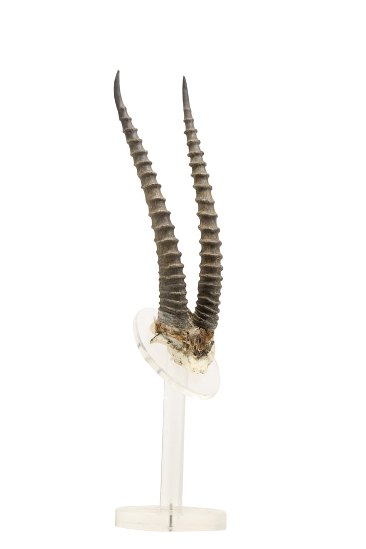 Gazelle Horns Mounted on a Lucite Base, 21 inches height (1 of 13)