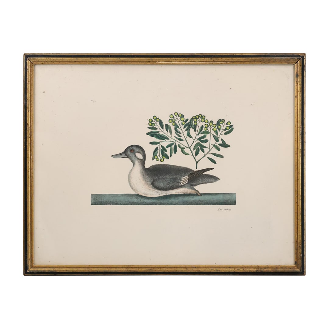 Catesby, Mark. Vol.I, Tab. 98, The Little Brown Duck and Soap-Wood Hand Colored Etching (1 of 13)