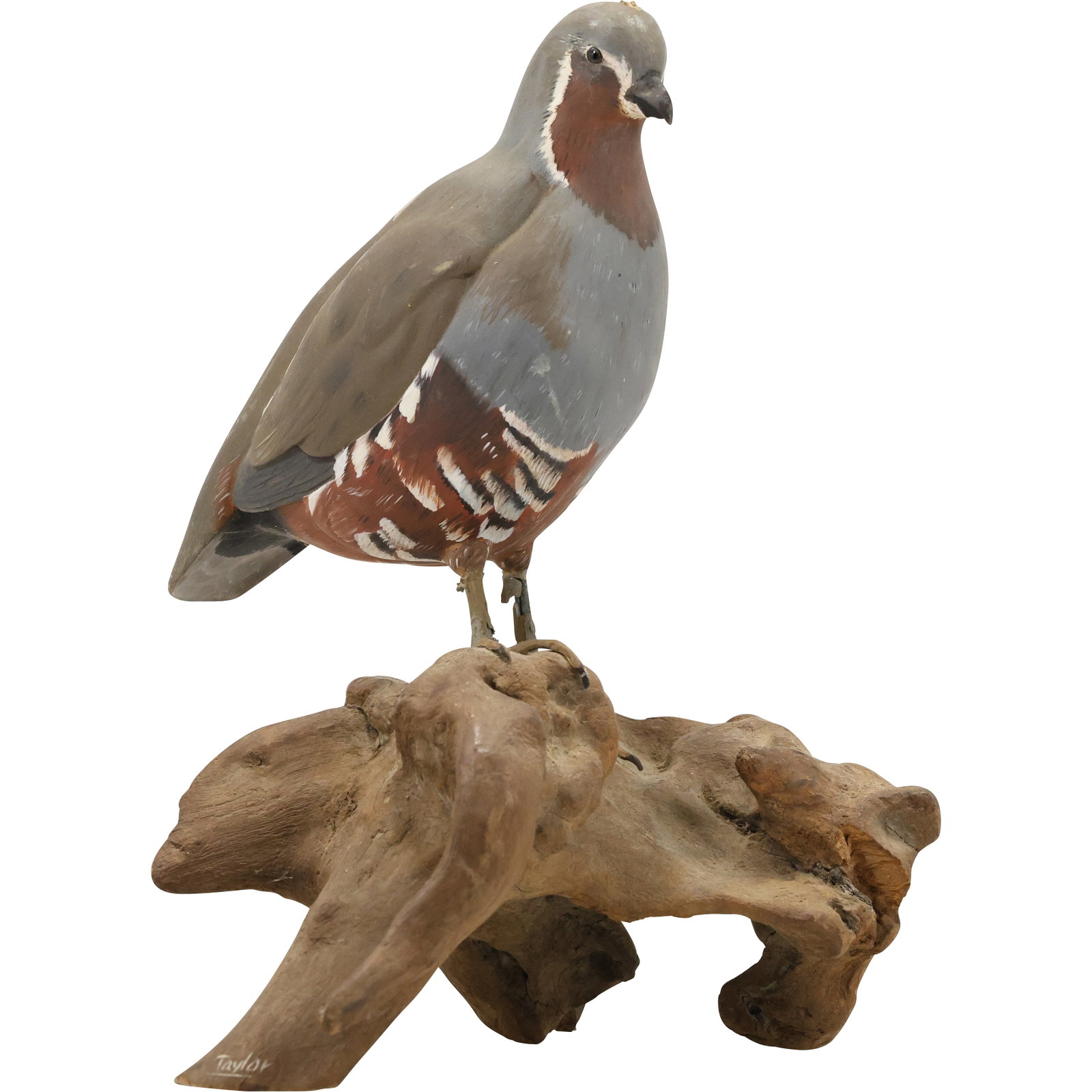 Signed Taylor, Carved Wooden Quail Bird Mounted on Driftwood Base 13 in. height x 10 in.: This beautifully hand-carved wooden quail sculpture by artist Taylor captures the intricate details and natural beauty of the bird. The quail features finely painted feathers in soft, earthy tones, ex
