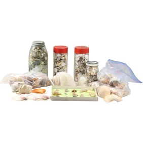 Estate Grouping SHELL COLLECTION - huge variety - See Pictures