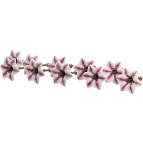 Set of 10 Flower Form Curtain Tie Backs 3.75 in. x 5.5 in.
