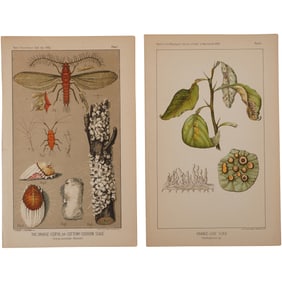 Lot of 2 Antique 1886 Agricultural Prints – Orange Icerya & Orange-Leaf Scab