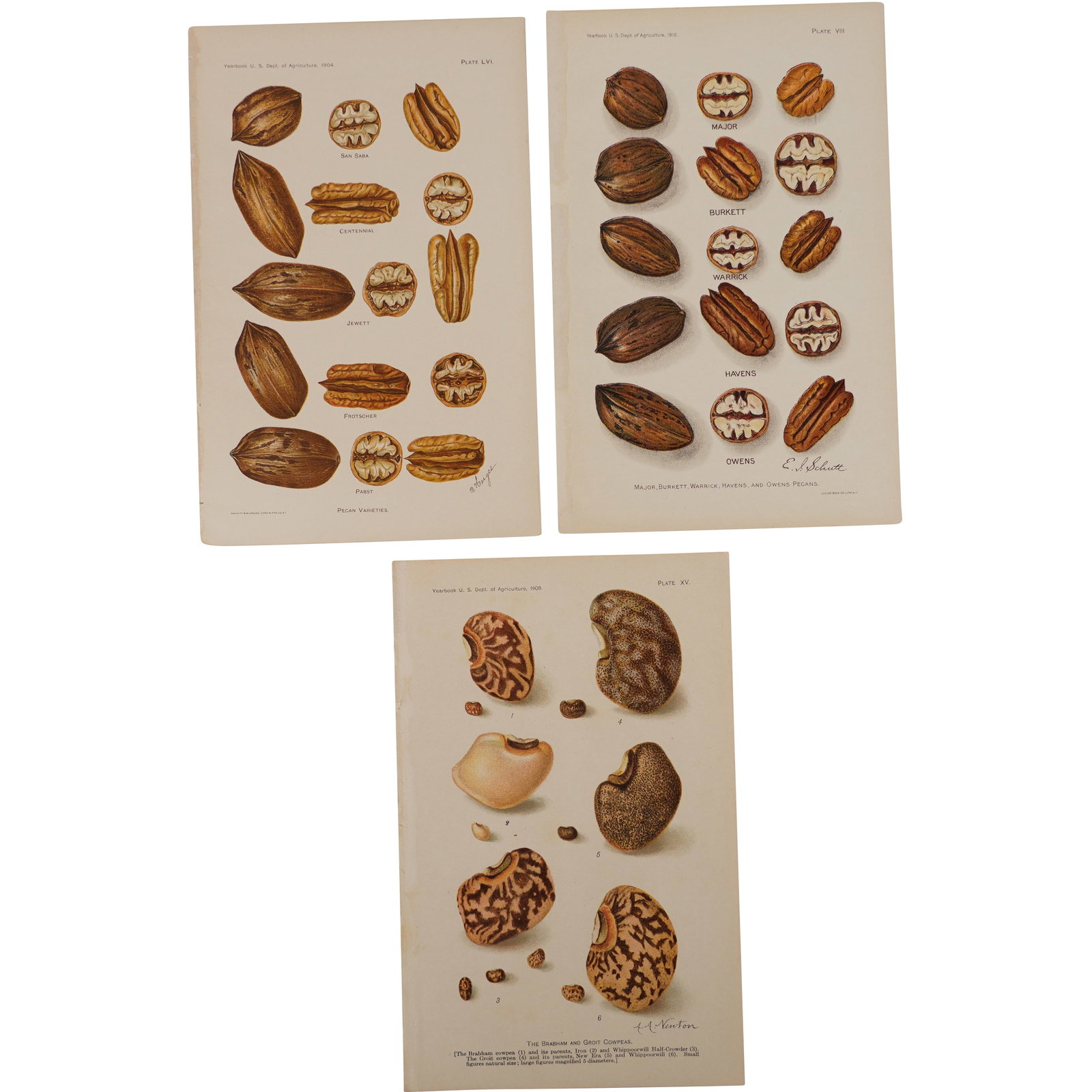 Lot of 3 Antique 1900s Pecan & Cowpea Varieties Prints (1 of 6)