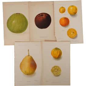 Lot of 5 Antique 1900s Fruit Colored Prints - Avocado, Apple, Citrus, Pear, Citrange
