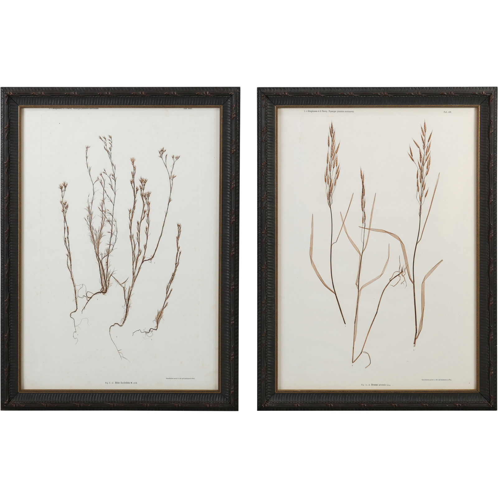 2 Framed Prints Herbarium Specimens Polygonum Majus, also known as Wiry Knotweed (1 of 16)