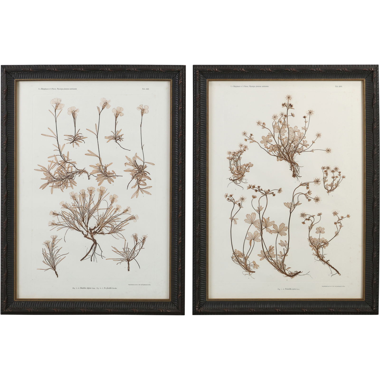 2 Framed Botanical Prints of the Arenaria Formosa Plant, also known as the Showy Sandwort (1 of 19)