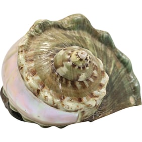 Mother of Pearl CONCH SHELL 5.75 in. height x 7.5 in. wide