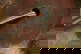 item-210603699=20