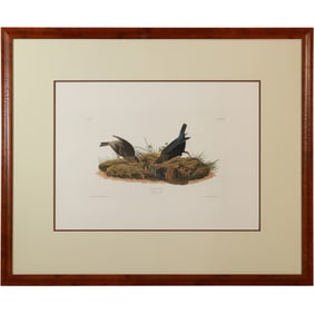 COW-PEN BIRD, Large Framed Portfolio, John J Audubon, Engraved Printed Coloured R Havell
