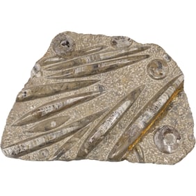 Large Stone Orthoceras Fossil 18 inches x 14 inches