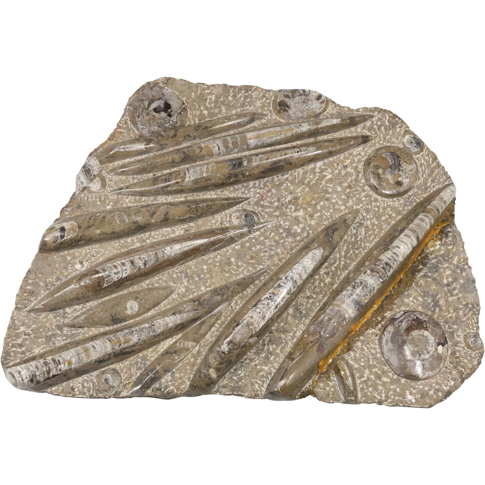 Large Stone Orthoceras Fossil 18 inches x 14 inches: Large Stone Orthoceras Fossil 18 inches x 14 inches. size: 18h 14w S:A