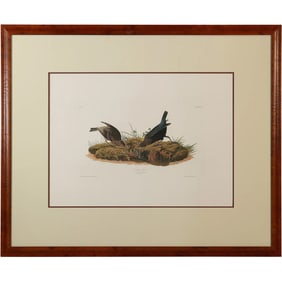 COW-PEN BIRD, Large Framed Portfolio, John J Audubon, Engraved Printed Coloured R Havell