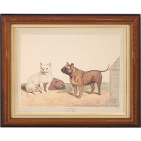 Framed Print after Sydenham Edwards Bull Dog